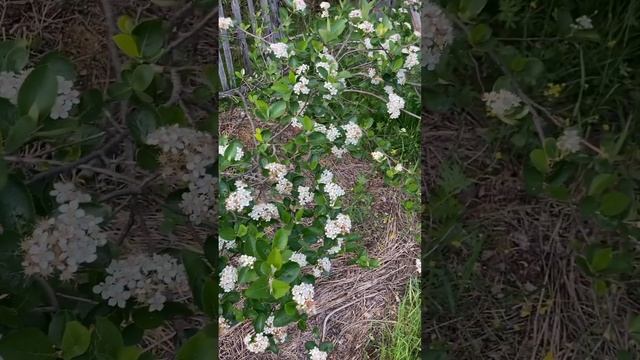 Черноплодная рябина цветёт #mygarden смотреть онлайн