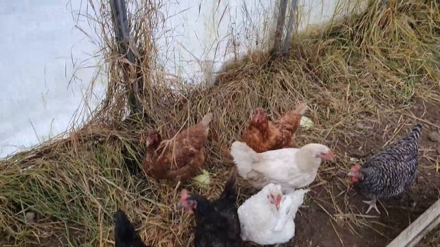 Жизнь кур в ноябре, несение яиц и деликатесы для них смотреть онлайн