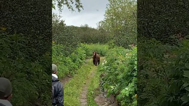 Встреча с медведем на дорожке в лесу смотреть онлайн