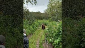 Встреча с медведем на дорожке в лесу