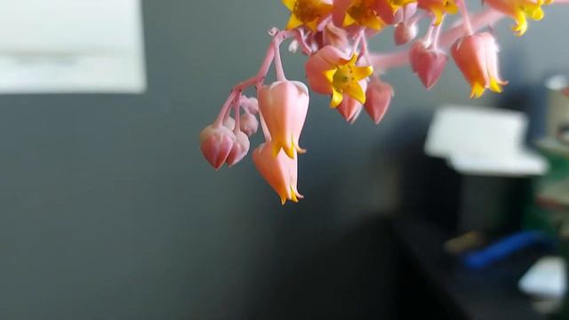 ECHEVERIA UPDATE AND BLOOMS смотреть онлайн