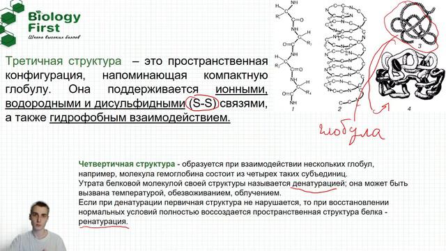 Химический состав клетки | Биология ЕГЭ | BiologyFirst смотреть онлайн