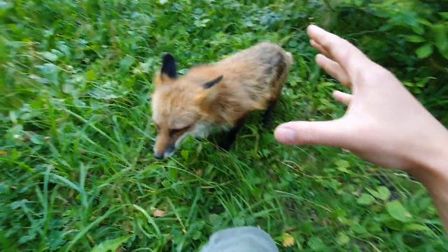 Алиса (Ли Сяо) лиса. Соскучилась. смотреть онлайн