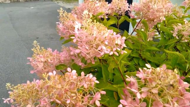 BBSN: Exquisite Limelight Hydrangea Shrubs смотреть онлайн