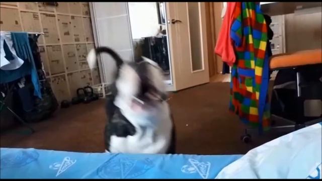 АМЕРИКАНСКИЙ БУЛЬДОГ. тётя МИРА. вл. Эдуард Литвинов г. Магадан. Заводчик Юля Пак. смотреть онлайн