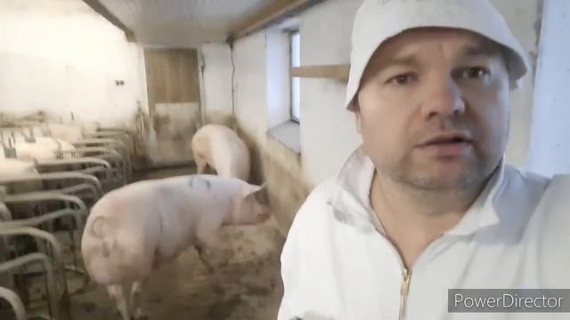Гениально и просто. Навозоудаление в свинарнике.