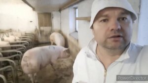 Гениально и просто. Навозоудаление в свинарнике.