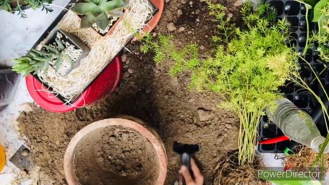 How to propagate Asparagus Fern plant | Asparagus Fern plant ko ugany ka asan tariqa #plants смотреть онлайн