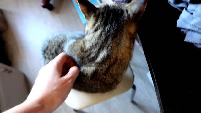 vlog ?? Новые СТРИЖКИ / подарок ОТ ДЕПУТАТА / купили СТИРАЛЬНУЮ МАШИНУ / к школе ГОТОВЫ смотреть онлайн