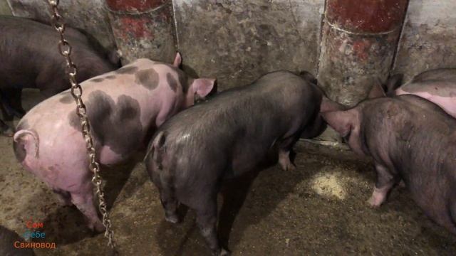 Почему это делают поросятам. Зачем купируют хвосты поросятам. смотреть онлайн