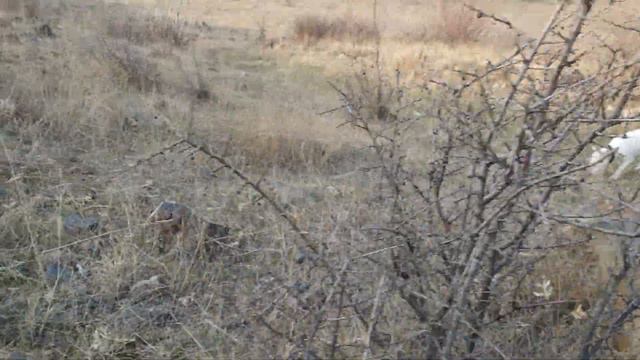 Интересный поход на холм Дарани, с Снап Бультерьер смотреть онлайн