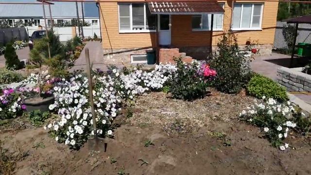 Псевдотсуга или лжетсуга! смотреть онлайн
