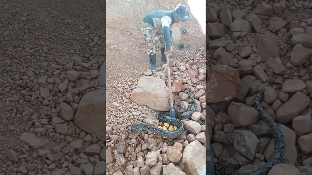 Lost Treasure Underground Meet Snake #goldmining #treasure #metaldetector смотреть онлайн