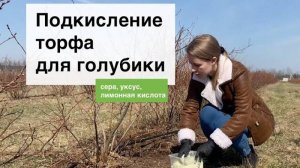Как подкислить почву для кустов голубики? Питомник саженцев голубики из Беларуси «Ягодная долина»