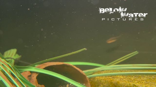 New Tetra Guide - Part 4: Red Thayeria, Nanostomus and Moenkhausia habitat смотреть онлайн