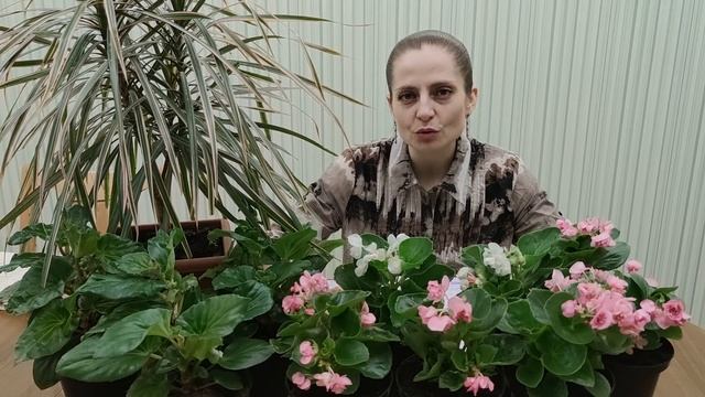 Обработка бегоний от клеща натуральным препаратом. Бегонии из семян 3.5 месяца. смотреть онлайн