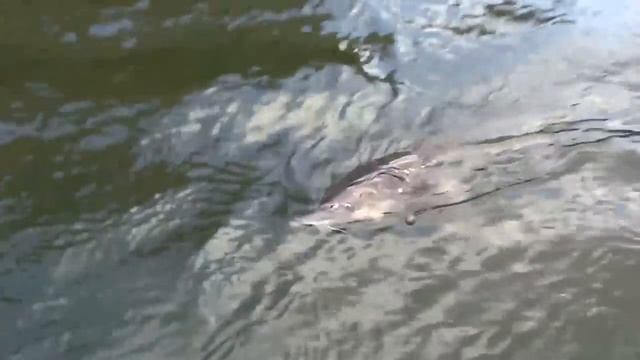 Огромный осетр на спиннинг смотреть онлайн