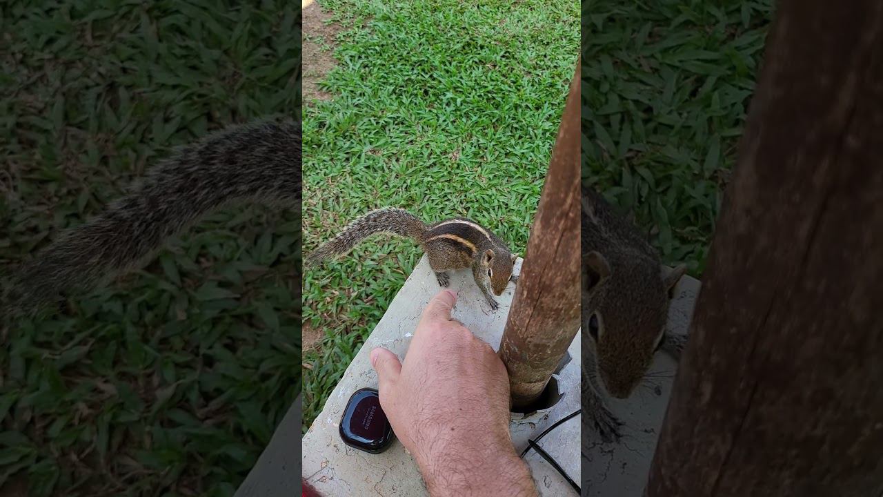 Полосатик) смотреть онлайн