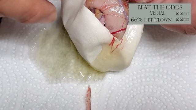 Ball Python 2021 Egg Cutting: Enchi Het Clown x Lesser Leopard Spotnose Het Clown смотреть онлайн
