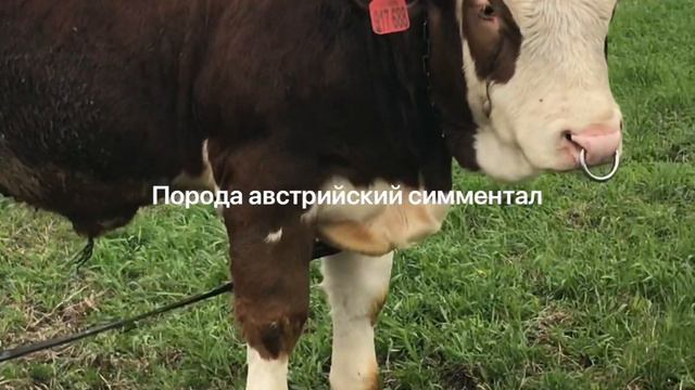 Краткий видеобзор Быков симменталов в нашем хозяйстве. Содержание в сарае. Выпас на кольцах. смотреть онлайн