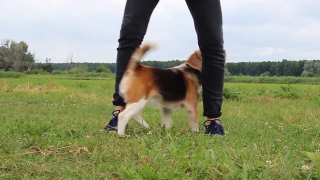 💜Dog MEP💜Part 1 for Active Team⭐ смотреть онлайн