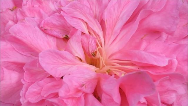 Canon SX60HS 65X Optical Zoom смотреть онлайн