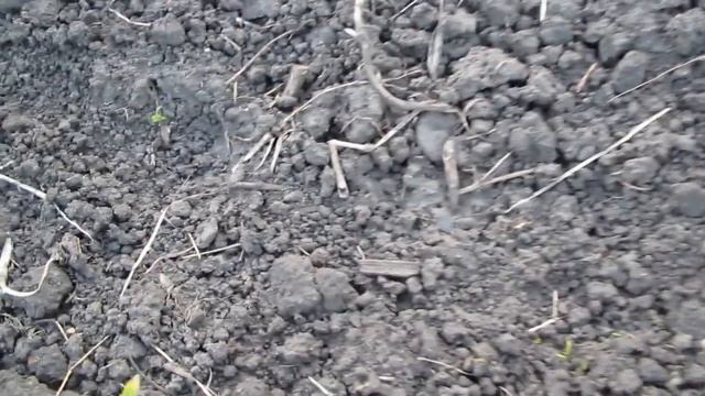 Ускоряем всхожесть семян моркови Какой результат? смотреть онлайн