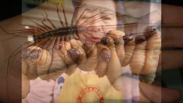 противное слайдшоу смотреть онлайн