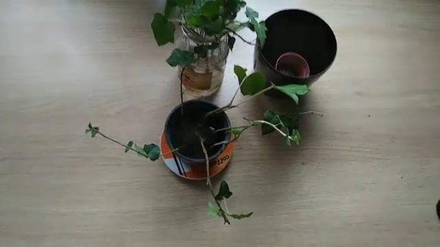 Размножение плюща черенками. смотреть онлайн