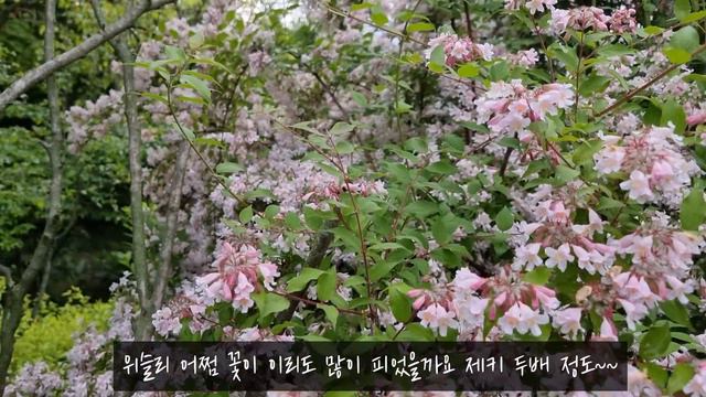 한번 심으면 자연발아로 군락을 이루는 꽃과 오월의 정원 смотреть онлайн
