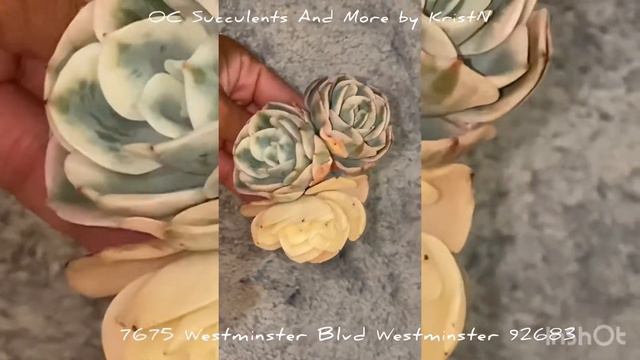 Echeveria 'Compton Carousel' Variegated Cluster ( OC Succulents And More by KristN) смотреть онлайн