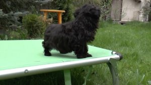 О породе РУССКАЯ ЦВЕТНАЯ БОЛОНКА в двух словах