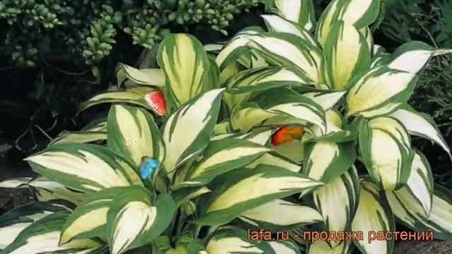 Хоста гибридная Реверсед (hosta) 🌿 хоста Реверсед обзор: как сажать рассада хосты Реверсед