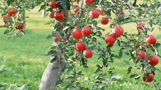 Яблоня плачет - что делать? (Садовод Андрей Туманов) смотреть онлайн