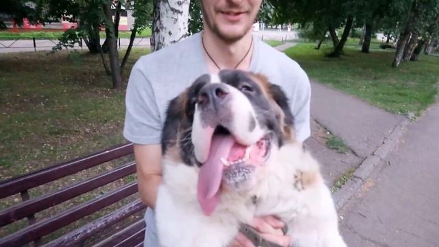 Большой и добрый собакен, который весит 57 килограммов смотреть онлайн