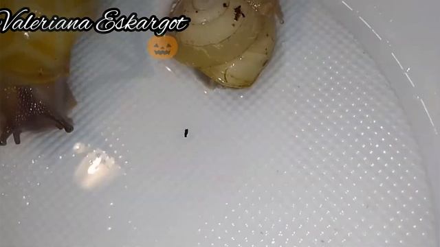 Обзор папірацей, караколусів та ліміколярій з білою мушлею??. Valeriana Escargot|~