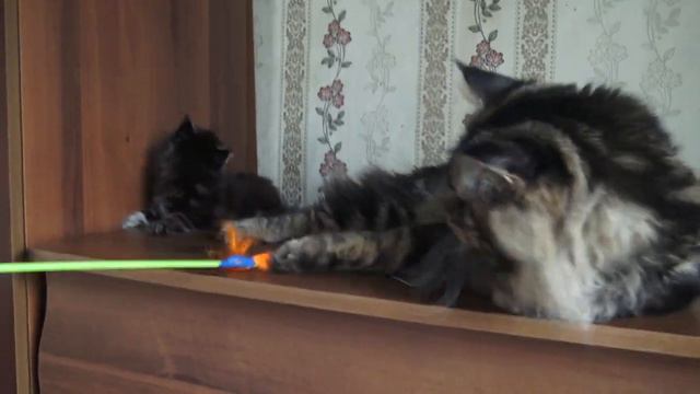 ЛИРИКУМ Добронраву 1,5 месяца смотреть онлайн