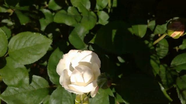 Цветение английской розочки Винчестер Кафедрал??? смотреть онлайн