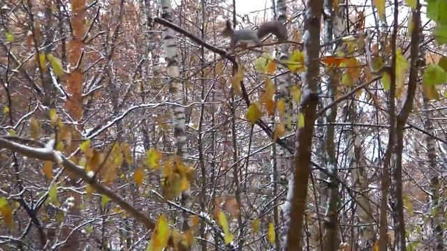 A walk through Timiryazevsky Park Moscow. Прогулка по Тимирязевскому парку. 29.10.2023 смотреть онлайн