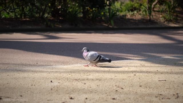 Rose Garden - Short Film | Fujifilm XT30 4K | Relaxing Melbourne Afternoon | Ducks Swimming смотреть онлайн