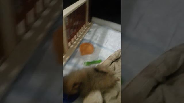 содержание Шпицев смотреть онлайн