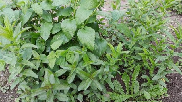 Мелисса и мята. Нужен совет. смотреть онлайн