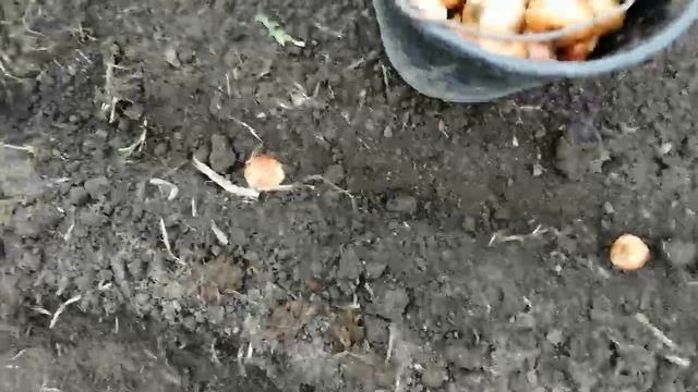 Хитрость на грядке//семейный лук. смотреть онлайн