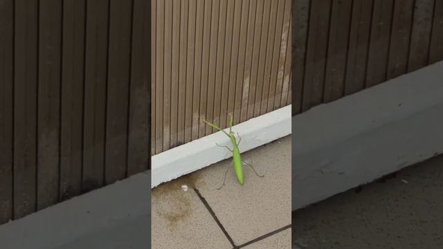 Анапа, богомол, насекомое