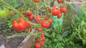 ТОМАТ F1 БЛАГОВЕСТ. ОБЗОР КУСТА И ПОМИДОР ?.