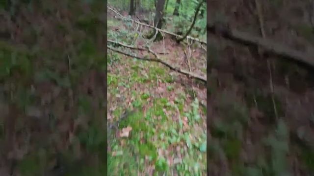 Белые грибы, я такого не видел никогда. В июле!!! смотреть онлайн