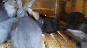 Кролик породы Строкач окрас гаванны.