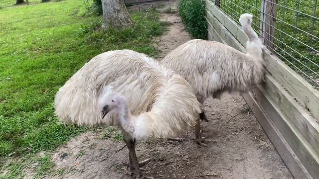Timbavati zoo| Giant turtle mating loudly *not clickbait* #Zoo #Jungleanimal #GiantTurtle #Timbavat смотреть онлайн