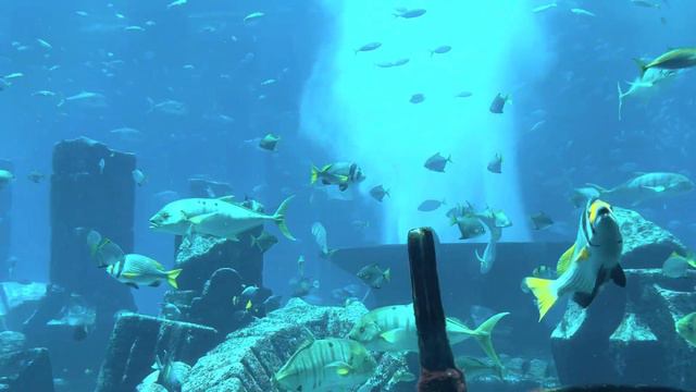 ВЛОГ | САФАРИ В ПУСТЫНЕ | АКВАПАРК АТЛАНТИС В ДУБАИ смотреть онлайн