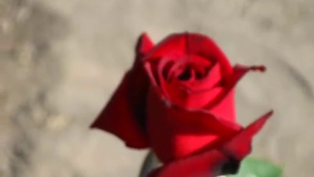 Роза Мадам Дельбар. смотреть онлайн